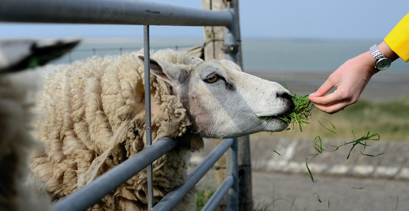 KRUS apeluje do rolników. Bezpieczna obsługa zwierząt zmniejsza ryzyko wypadków