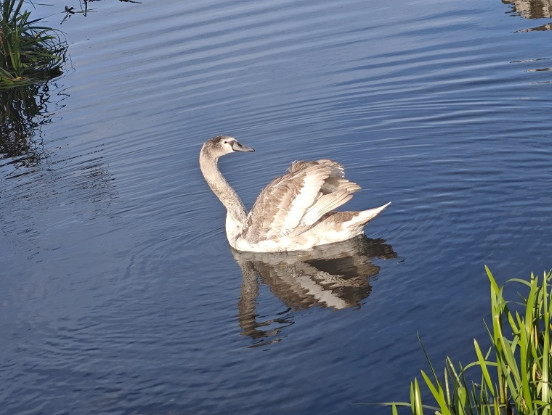 Dzikie zwierzę w kłopotliwej sytuacji