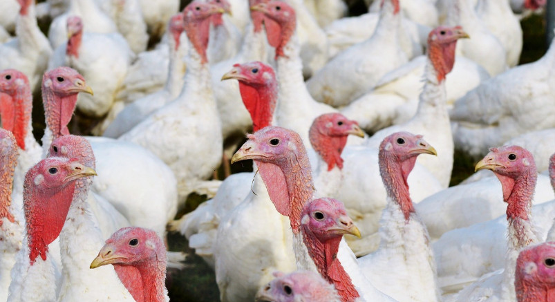 Obowiązkowe zamknięcie drobiu. Wojewoda wydała rozporządzenie