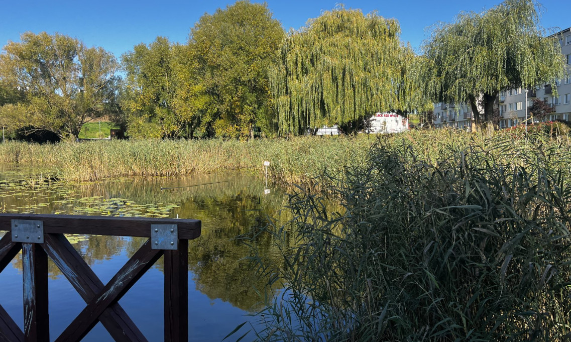 Plaża zyska na atrakcyjności. Rusza czyszczenie brzegów Blankusza