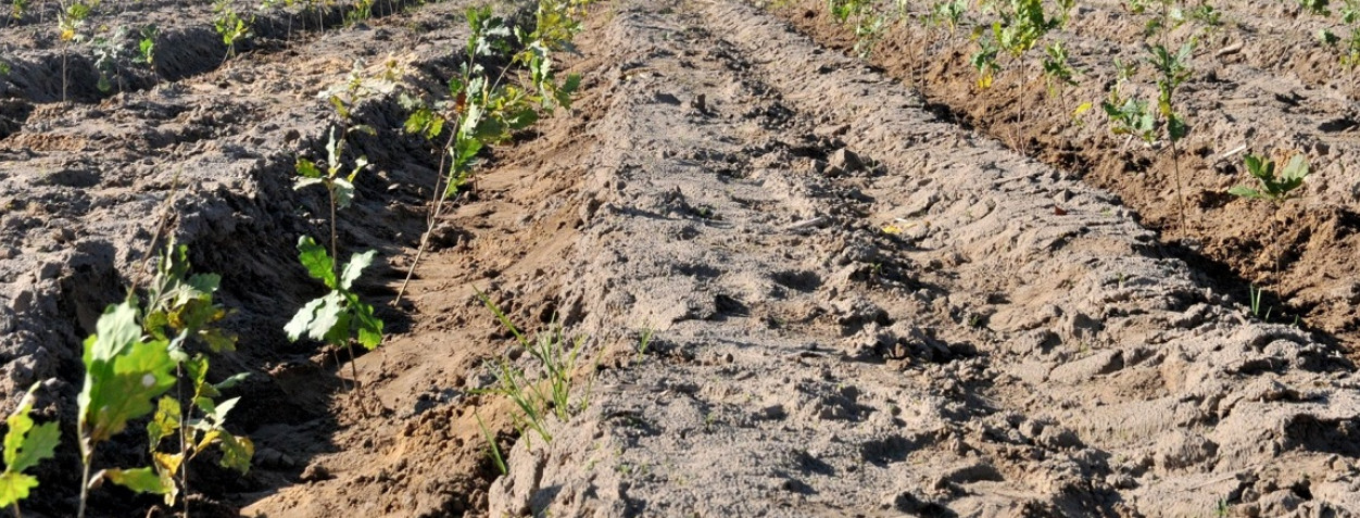 Powiat świecki bardziej zielony. Policjanci wzięli udział w akcji sadzenia lasu