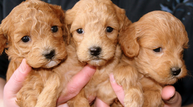 Starogard Gdański pełen radości. Piknik Adopciaków po raz trzeci