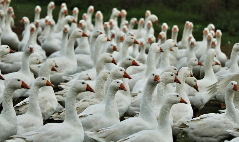 HPAI w regionie. Służby weterynaryjne monitorują sytuację