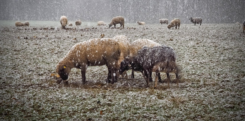 Jak chronić zwierzęta podczas mrozów? Najważniejsze zasady