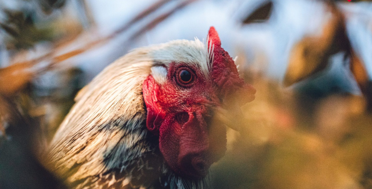 Uwaga na zakup drobiu w tym mieście! Służby ostrzegają przed realnym zagrożeniem
