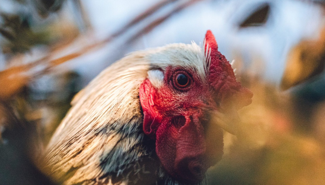 Pilny apel weterynarzy. Groźne choroby drobiu w Polsce