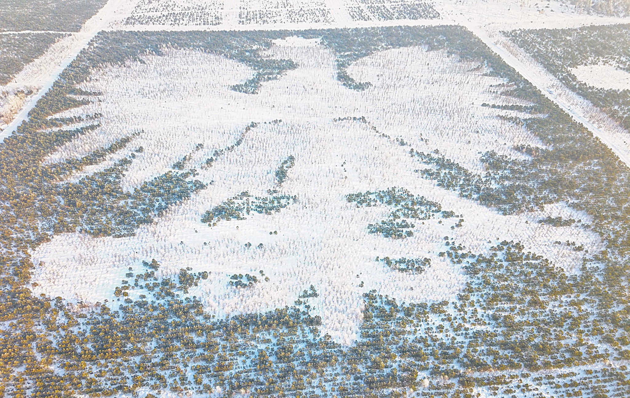 Orzeł w kaszubskim lesie w końcu biały. Powstał z tysięcy drzew