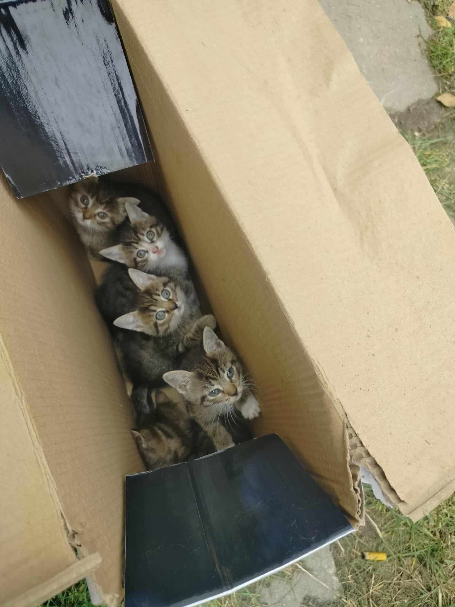 Szokujące odkrycie na Kociewiu! Ktoś porzucił kocięta w zamkniętym kartonie po grillu
