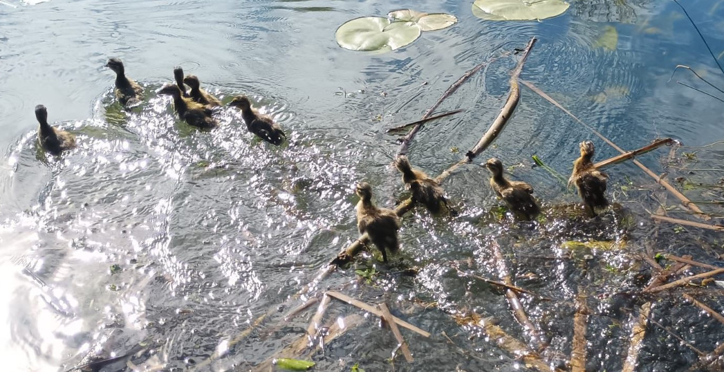 Kaczuszki uwięzione w studzience. Interwencja straży miejskiej