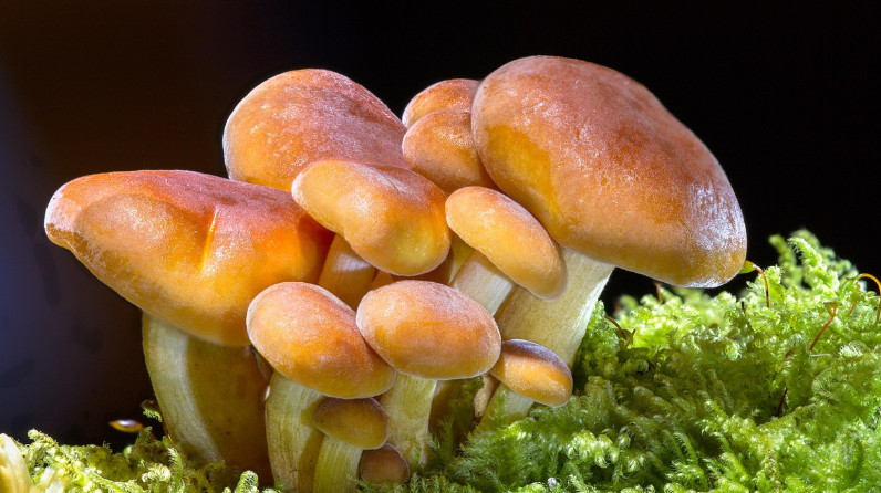 Drzewa i grzyby w niebezpieczeństwie. Naukowcy ostrzegają przed skutkami globalnego ocieplenia