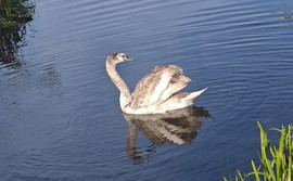 Dzikie zwierzę w kłopotliwej sytuacji