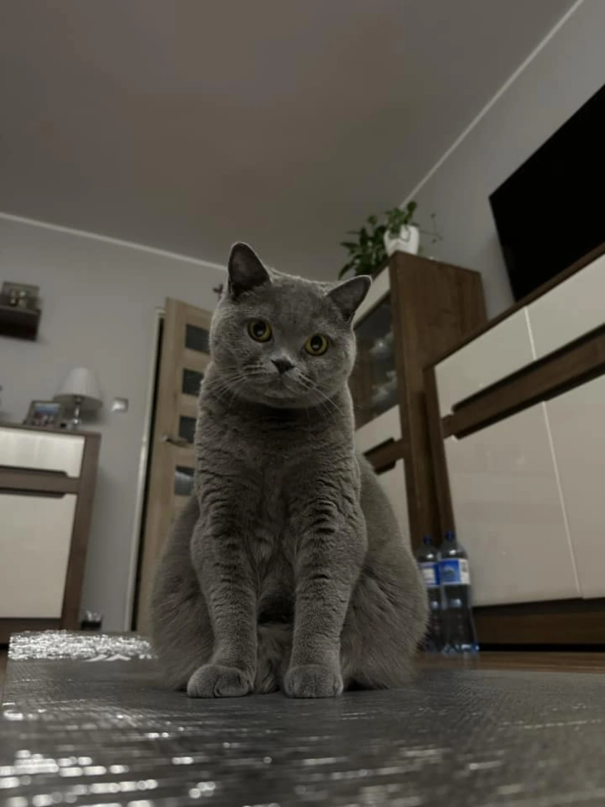 Zdjęcie