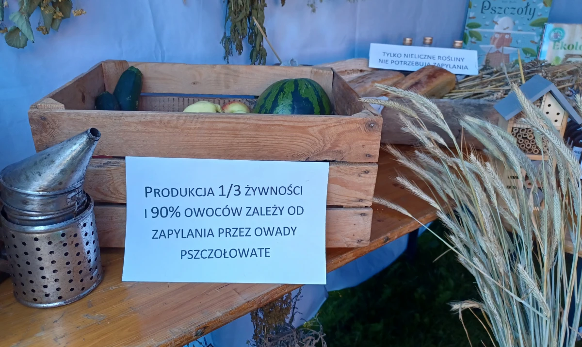 Zdjęcie