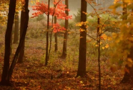 Jesienna pogoda w Starogardzie Gdańskim. Weekend chłodny i wilgotny