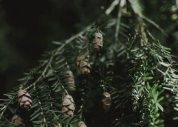 Drzewka pod kontrolą służb. Uważajmy na nielegalną sprzedaż choinek