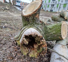 Planowa wycinka drzew. Podjęte działania zwiększą bezpieczeństwo