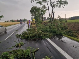 Powalone drzewa w powiecie tczewskim. Interwencje straży pożarnej