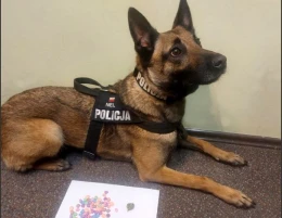 Skuteczna akcja policji w Skarszewach. Nel znajduje narkotyki w mieszkaniu