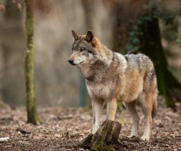 Widziano tam wilka! Gmina wydała ważny komunikat