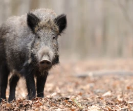 Zakaz wstępu do lasu! Władze gminy apelują do mieszkańców