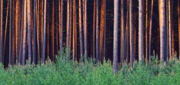 Nadleśnictwo Starogard poszukuje terenów do zakupu. Nowe możliwości dla właścicieli lasów i gruntów