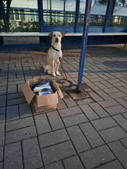 Ktoś zostawił psa na przystanku w Tczewie, z całym jego dobytkiem