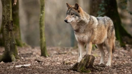 Wilk w pobliżu? Oto, jak się zachować w takiej sytuacji