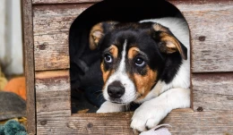 Dwa pieski już w nowych domach. Dwa wciąż czekają na adopcję