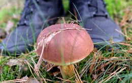 Jak nie zgubić się w lesie? Bezpieczne grzybobranie krok po kroku