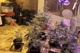 Hodowla marihuany w Jastrzębiej Górze. Policjanci zlikwidowali domową plantację