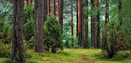 Odkryj piękno przyrody. Europejski Dzień Parków Narodowych w Parku Narodowym Bory Tucholskie