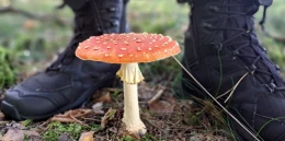 Jesienny spacer może być pułapką. Policja radzi grzybiarzom