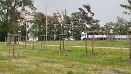 Nowe nasadzenia zmieniają miejską przestrzeń. Co dokładnie posadzono i gdzie?