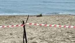Foka postawiła na nogi służby. 'Potrzebuje spokoju'