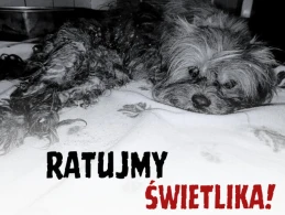 'Bestialska akcja zwyrodnialców skończyła się dla psa kalectwem'. Zbiórka dla psa wyłowionego z rzeki
