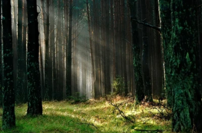 Kociewskie lasy pod presją zmian klimatu i człowiek