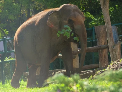 Słonica opuszcza gdańskie zoo. Po 20 latach wyjedzie do Francji