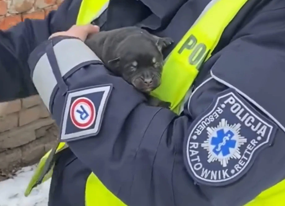 Fot. OTOZ Animals Tczew 