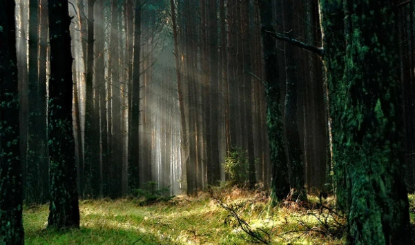 Zdjęcie poglądowe, Pixabay