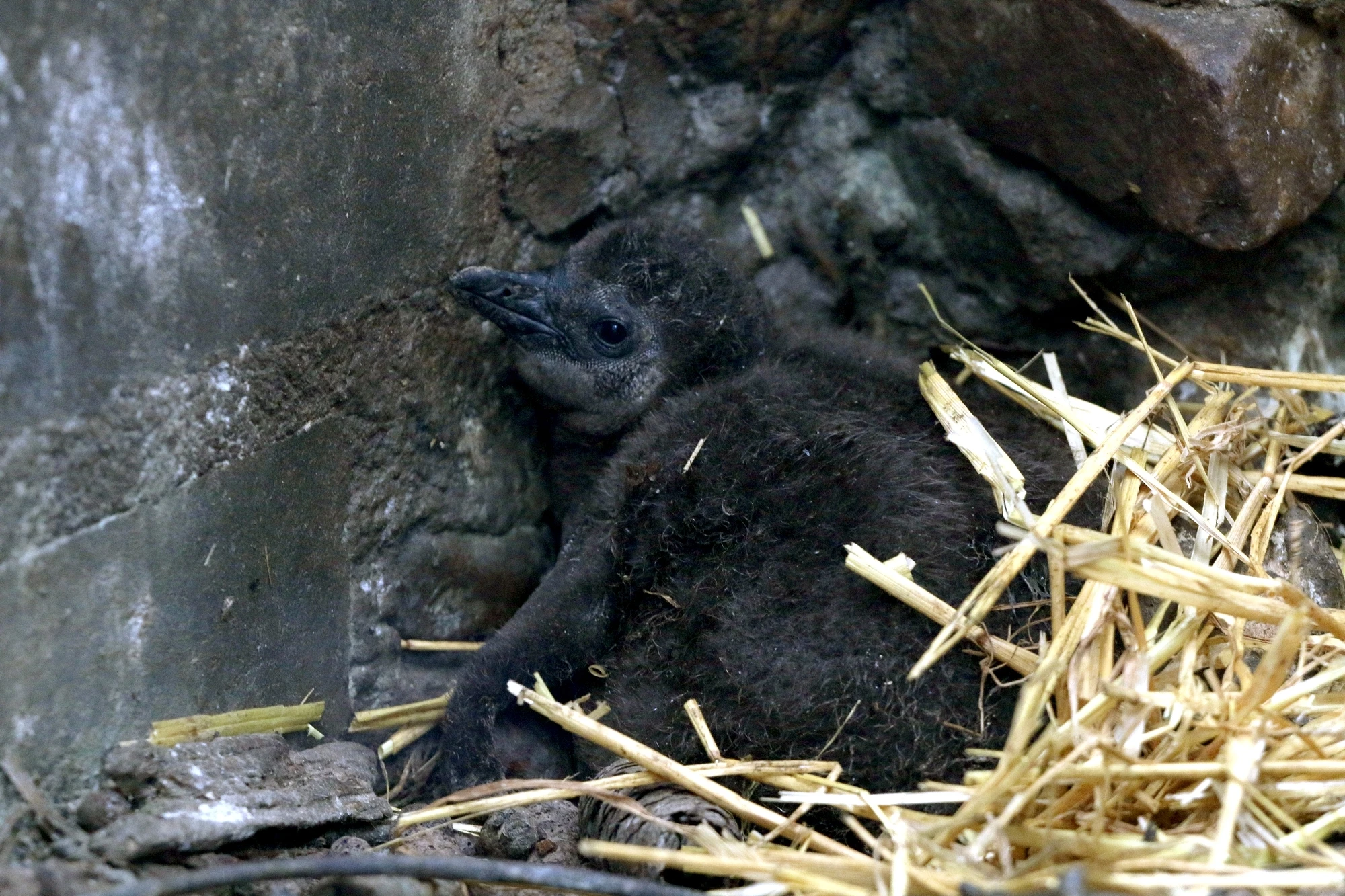 źródło: Gdański Ogród Zoologiczny/Facebook