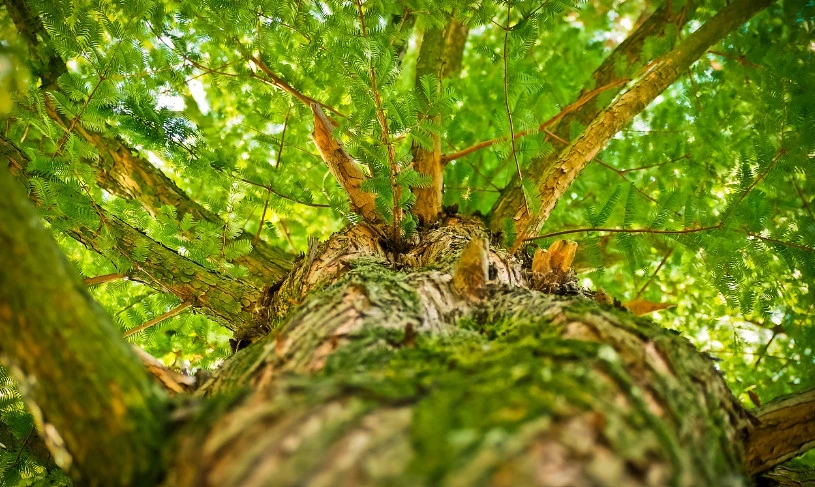 Zdjęcie: Pixabay