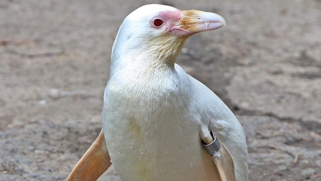 fot. Gdański Ogród Zoologiczny