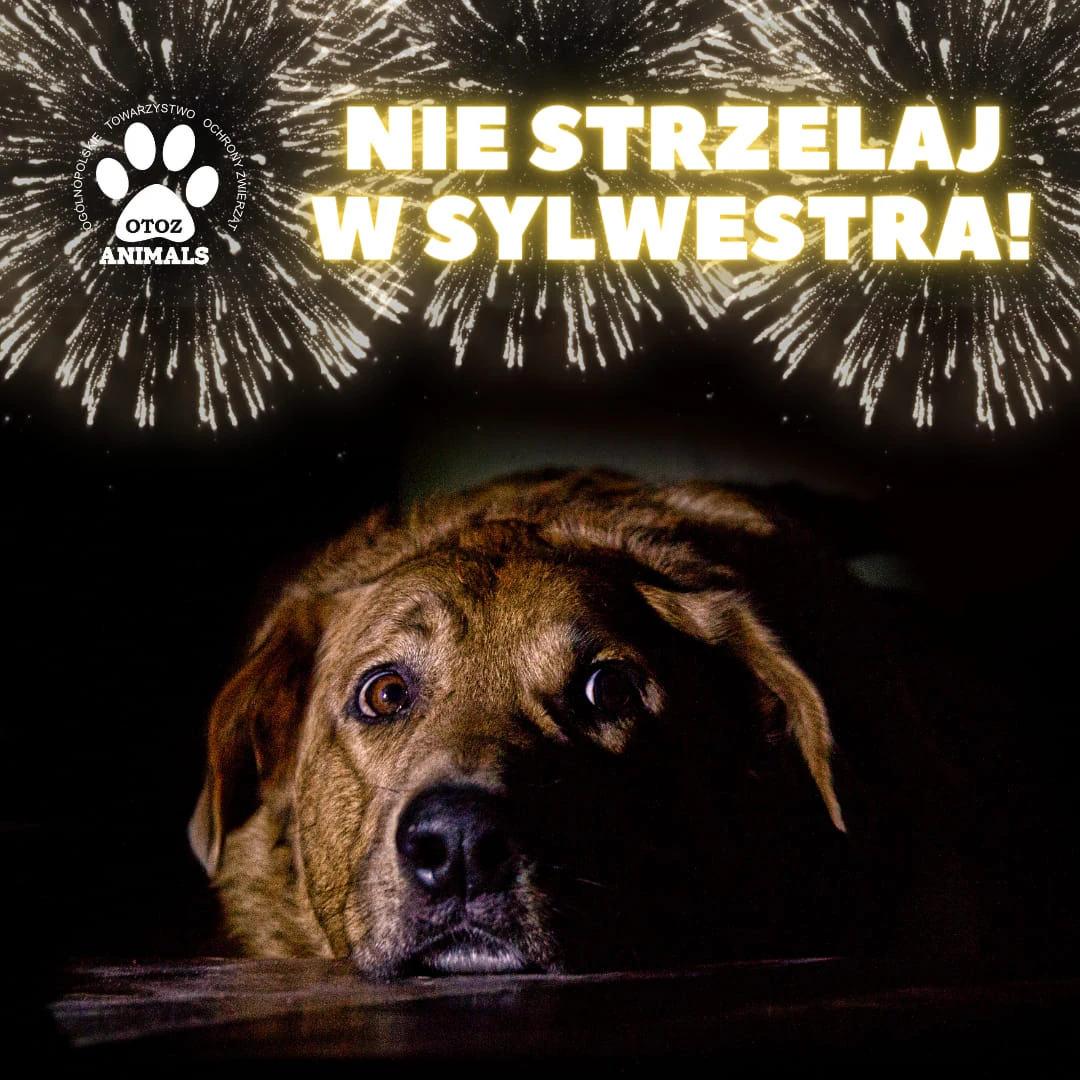 Fot. OTOZ Animals Tczew