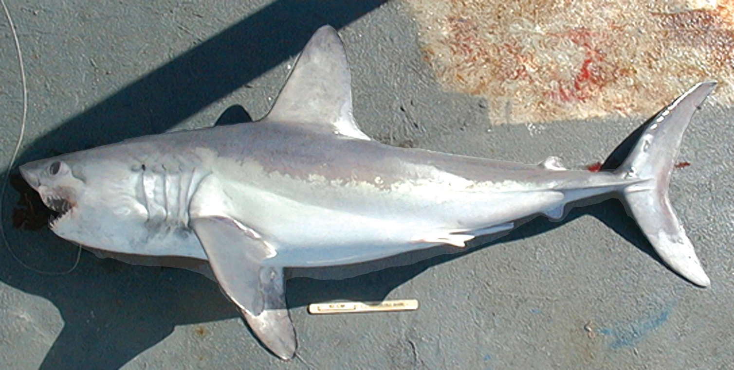 Lamna śledziowa/fot. NOAA / Creative Common