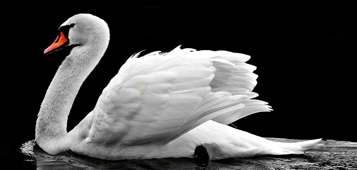 pixabay
