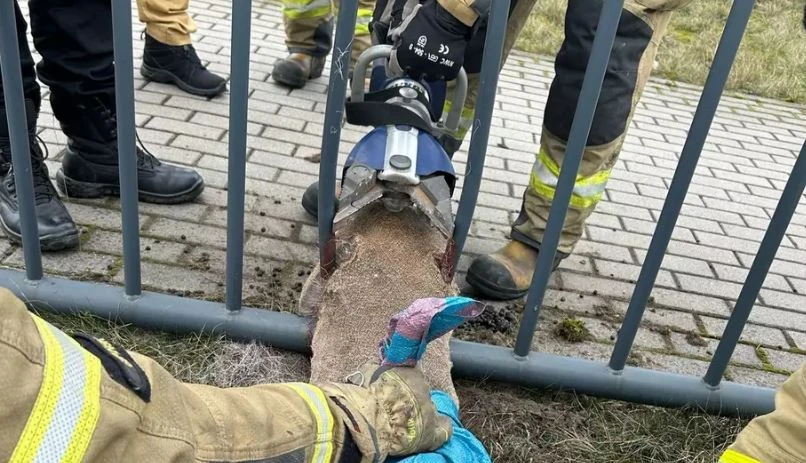 fot. Straż Miejska w Gdańsku 