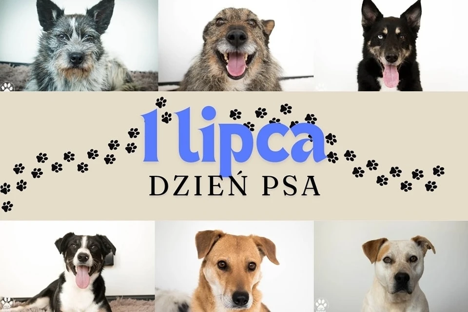 fot. OTOZ Animals Schronisko w Tczewie
