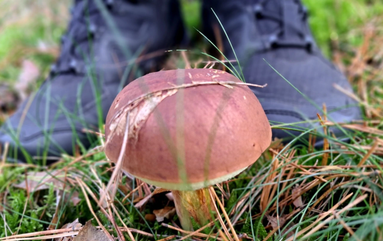 Zdjęcie: powiat świecki