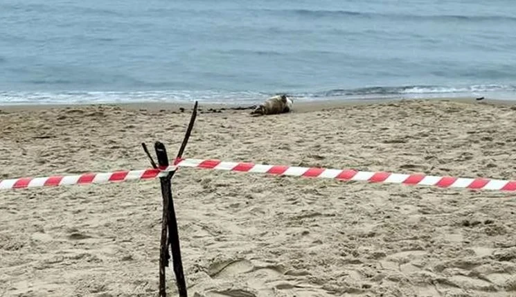 fot. Straż Miejska w Gdańsku 