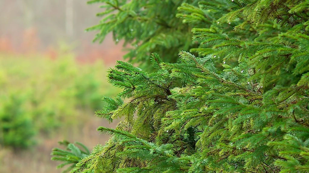 TTM